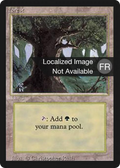 Forest (A) (FBB-284) - Foreign Black Border