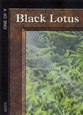 Black Lotus (1 of 9) (Ultra Pro Puzzle Quest) (MEDIA-001) - Media Promos