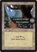 Forest (B) (FBB-286) - Foreign Black Border