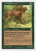 Trained Cheetah (PTK-155) - Portal Three Kingdoms